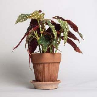 Bergs Potter Terracotta Pot Rose 16 cm