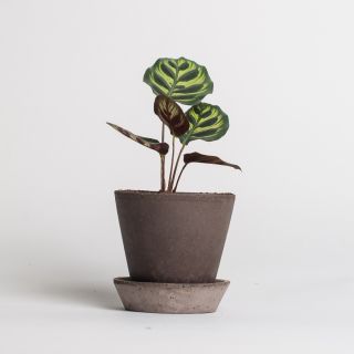 Bergs Potter Terracotta Pot Julie Grau 10 cm