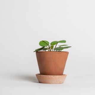 Bergs Potter Terracotta Pot Julie Red 10 cm