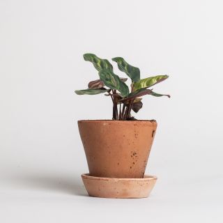 Bergs Potter Terracotta Pot Julie Red 17 cm