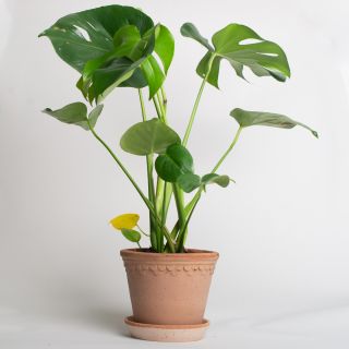 Bergs Potter Terracotta Pot Rose 18 cm